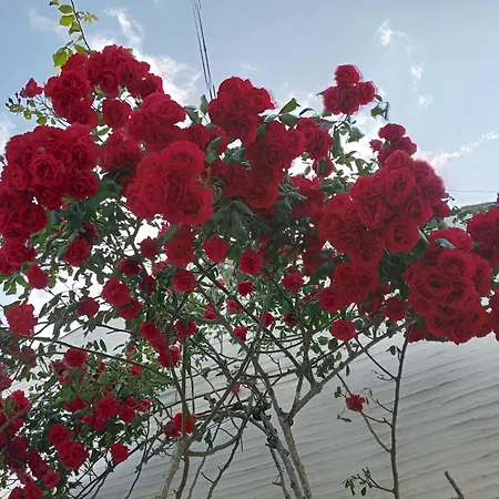 Tatil Evi Chez Belliveau Meursac